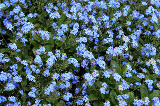 bed of forget-me-not flowers