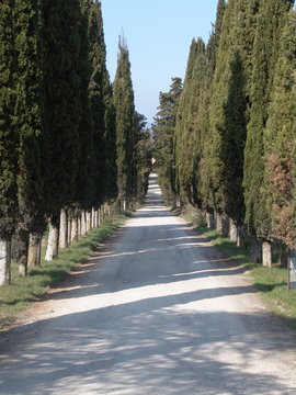 Zypressenallee