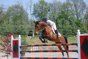 cavallo che salta ostacolo