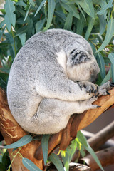 Obraz premium koala bear