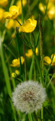 dente di leone e fiori gialli