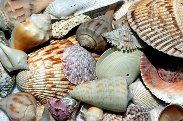 sea shells