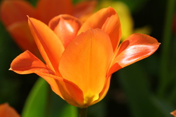 Fototapeta premium tulpe in leuchtendem orange im sonnenschein