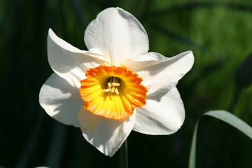 prachtvolle narzisse in voller blüte