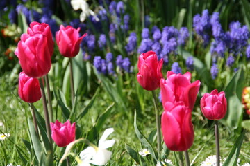 frühling in pink und blau