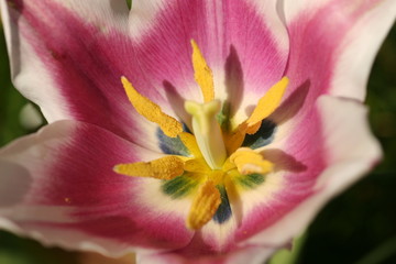 innenleben einer rosa tulpe