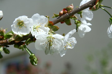 kirschblüten