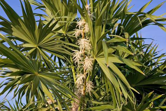 palm