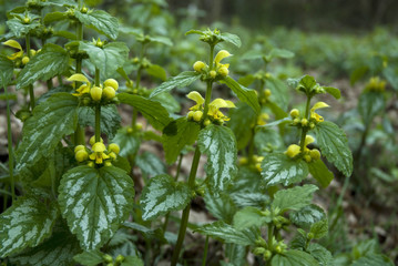 lamiastrum galeobdolon