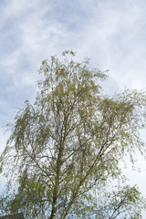birch tree