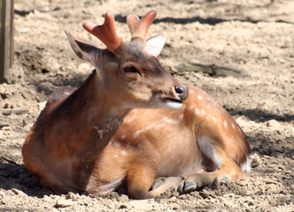 rotwild
