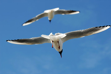 seagull