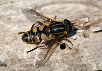 a bee or fly?
