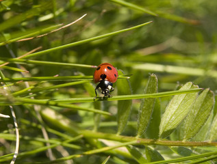 marienkäfer