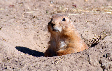 erdmännchen