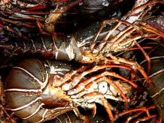 lobster backgrounds