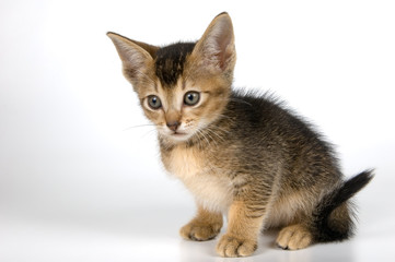 kitten in studio