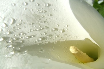 dew drop lily