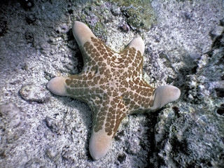 choriaster granulatus starfish