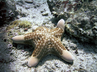 choriaster granulatus starfish