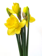 Keuken foto achterwand Narcis narcissen