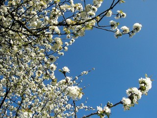 branches de petales