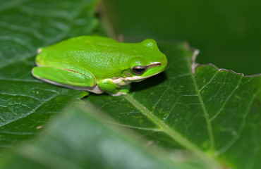 dwarf frog