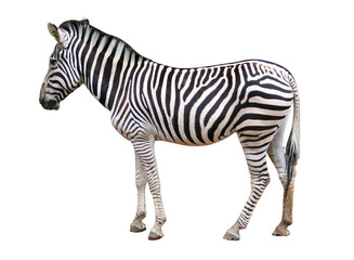 Fototapeta na wymiar samodzielnie zebra