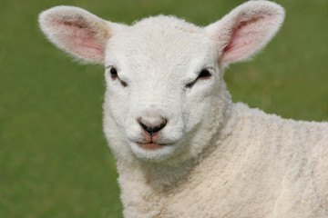 face of a lamb
