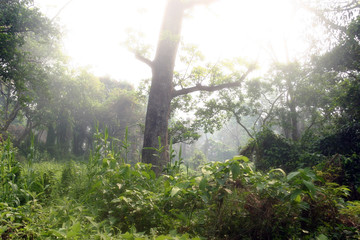 Nepal Jungle