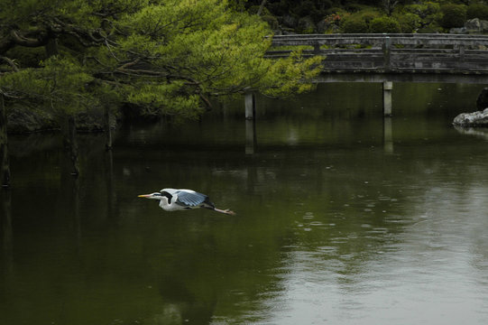crane in motion