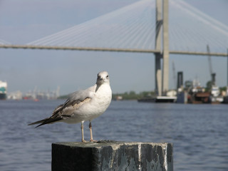 seagull & bridge 3