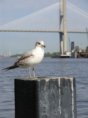 seagull & bridge 4