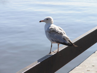seagull on rail