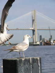 seagulls & bridge