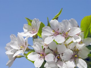 white flowers of blooming cherry-tree
