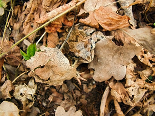 camouflage  frog