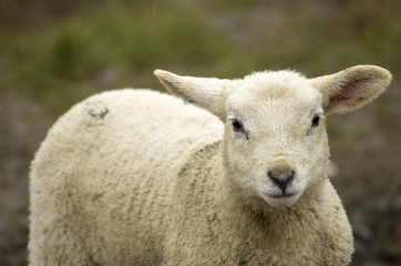 lamb
