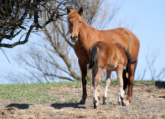 Fototapeta premium horse with colt