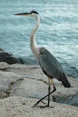 blue heron