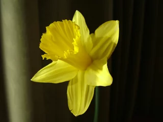 Room darkening curtains Narcissus lonesome daffodil