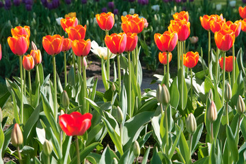 tulpenfeld aus roten tulpen