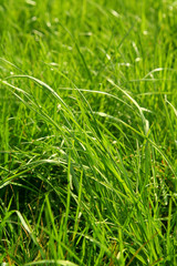 macro of green grass