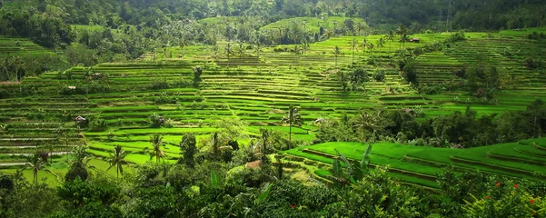 Voilages Bali rizières en terrasses, bali, indonésie