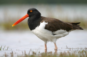 american oystercatcher