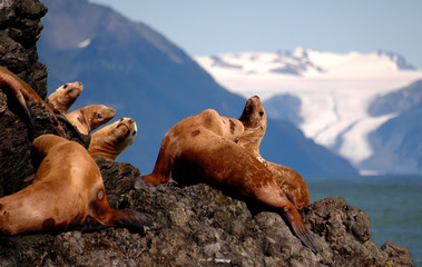 stellar sea lions in alaska - obrazy, fototapety, plakaty