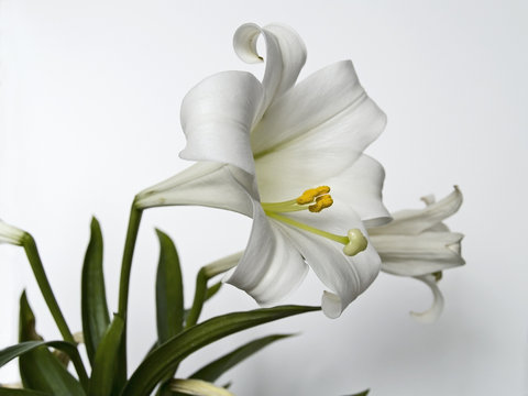 Easter Lilly Study