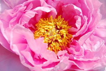 pivoine