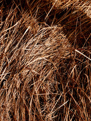 dried grass