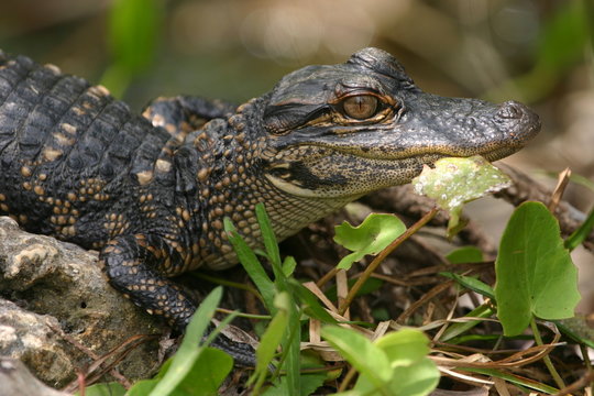 American Alligator Baby